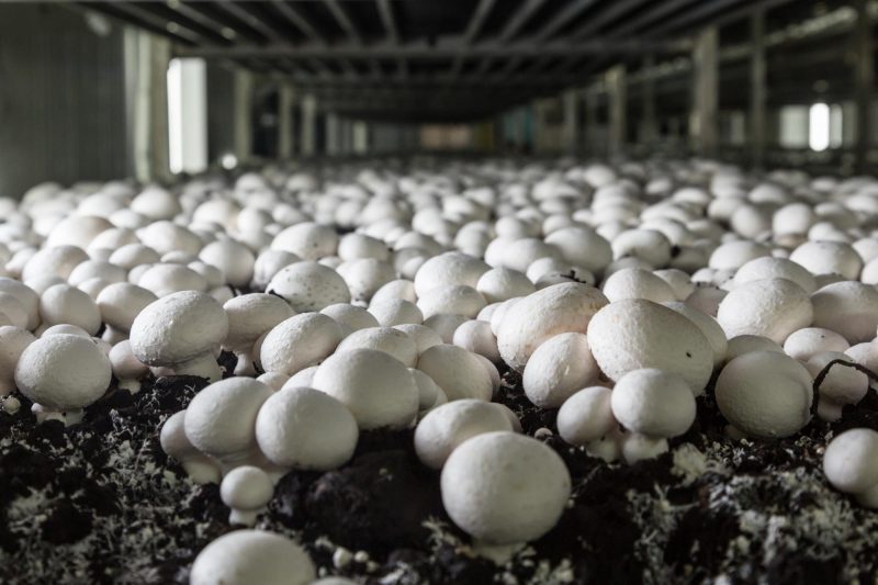 Mushroom Production training course fee