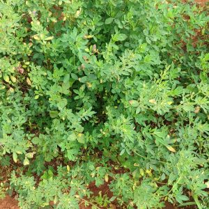 Herbs Production training