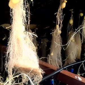 Plant Tissue Culture and Aeroponics farming training