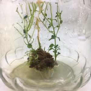 Plant Tissue Culture: Micro Propagation Technique