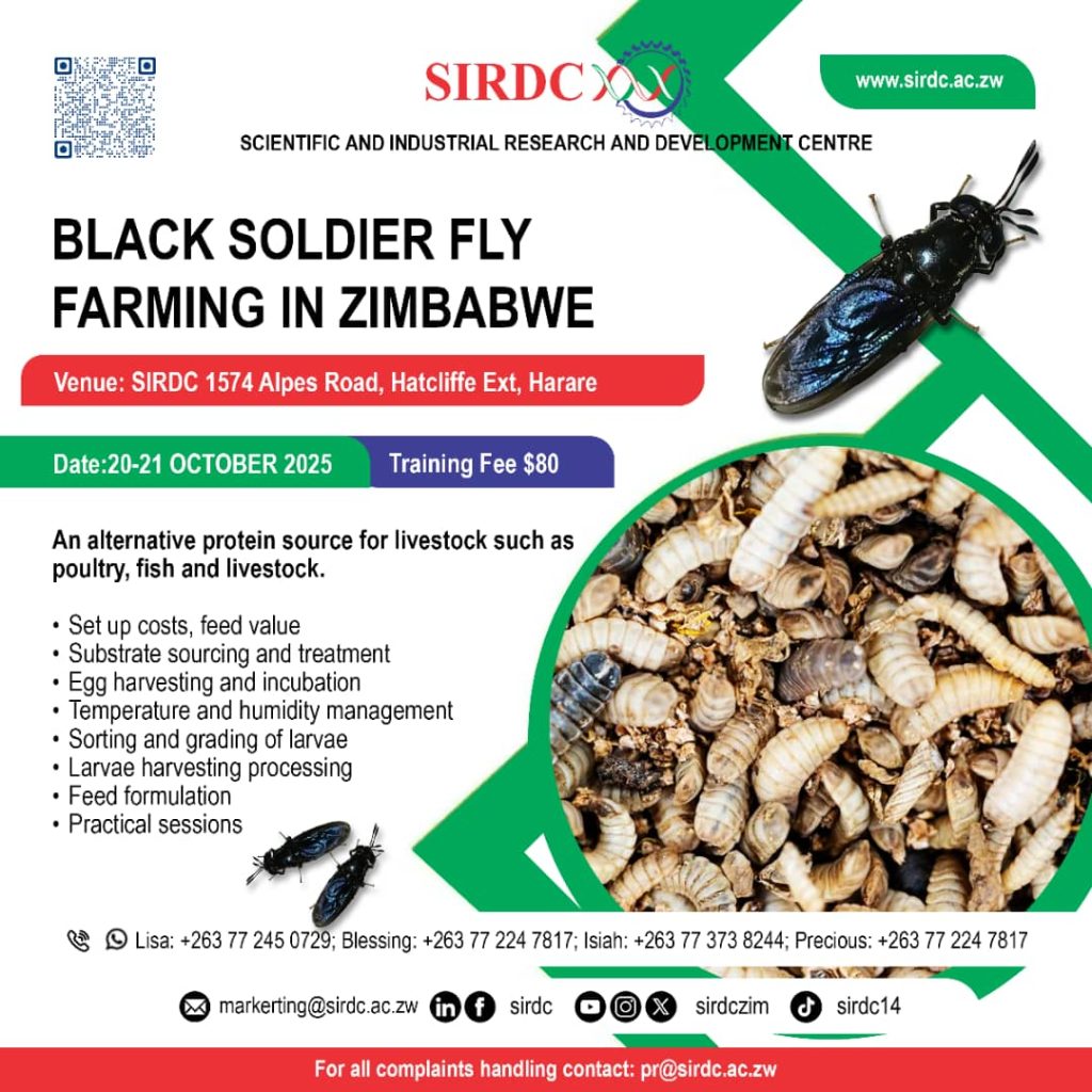 Black Soldier Fly Farming in Zimbabwe