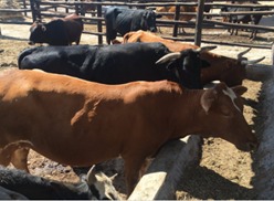 Livestock Trainingion training
