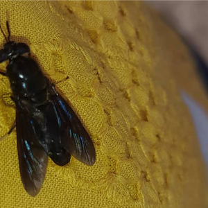 Black Soldier Fly and Feed Manufacturing training
