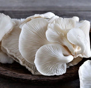 Oyster Mushroom Production training