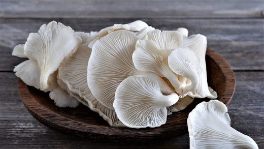 Oyster Mushroom Production