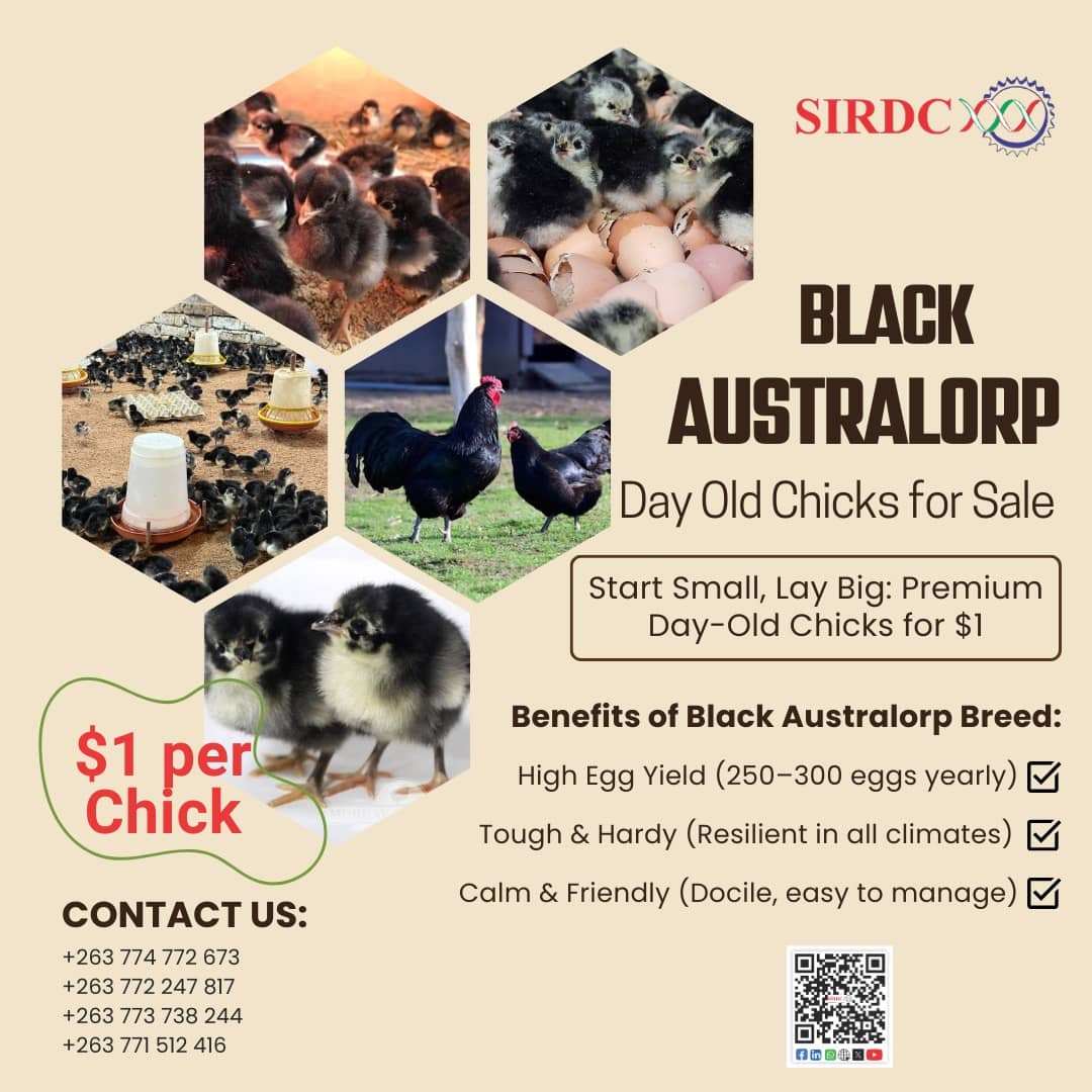 Black Australorp chicks for sale!